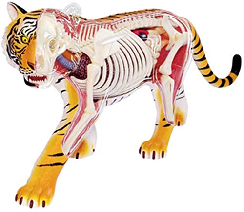 Amazon.co.jp: スケルトンモデル トラの動物の解剖学的モデル 医学教育